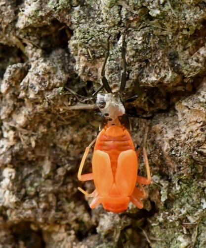 Réf. 217 168 : Pyrrhocoris apterus